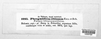 Phragmidium fragariae image